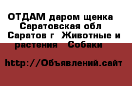 ОТДАМ даром щенка - Саратовская обл., Саратов г. Животные и растения » Собаки   